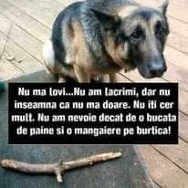 Lehet, hogy egy kép erről: kutya és , szöveg, amely így szól: „Nu ma lovi...Nu am am lacrimi, dar nu inseamna ca nu ma doare Nu 心 cer mult. Nu am nevoie decat de 0 bucata de paine si 0 mangaiere pe burtica!”