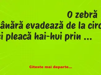 Banc: O zebră tânără evadează de la circ şi pleacă hai-hui prin lume