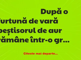 Banc: După o furtună de vară, o blondă găsește peștisorul de aur