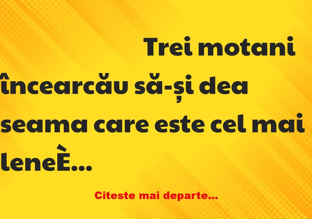 Banc: Trei motani încearcau să-și dea seama care este cel mai leneș dintre…