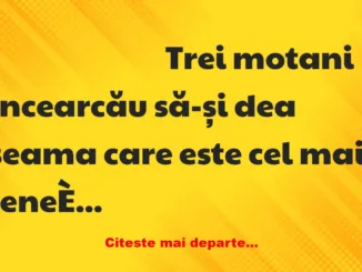 Banc: Trei motani încearcau să-și dea seama care este cel mai leneș dintre…